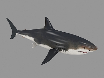 The Modern Shark 3d model