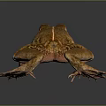 Brown Frog With Dorsal Stripe Close Up On Gray Background Shiny Skin Texture