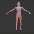 3D Anatomical Model Of Human Limbs With Color Coded Muscle And Organ Structures