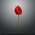 Red Anthurium Flower With Vibrant Red Petal And Green Stem On Black Background