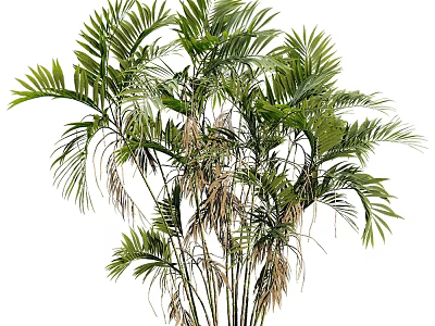 Lush Green Potted Plant With Tropical Long Slender Leaves For Indoor Home Decor 3d model