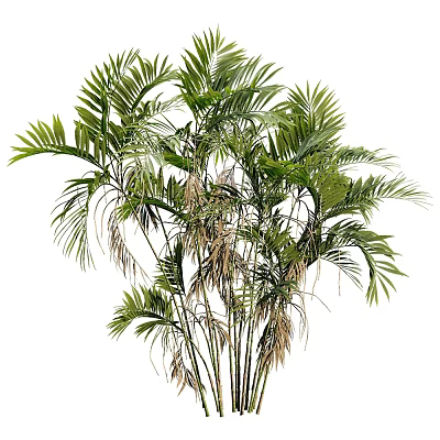 Lush Green Potted Plant With Tropical Long Slender Leaves For Indoor Home Decor 3d model