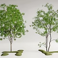 Two Arbor Trees With Green Foliage And Different Growth Forms On Grass Patches 3d model