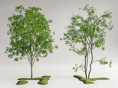 Two Arbor Trees With Green Foliage And Different Growth Forms On Grass Patches 3d model