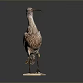 Flying Animal Bird Taxidermy Specimen With Long Beak Standing On White Base