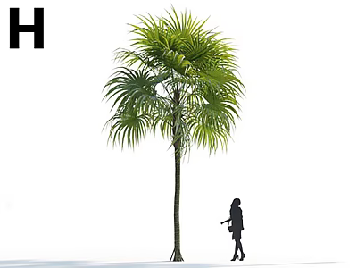 Tall Lush Palm Tree With Green Fronds And Walking Person Silhouette 3d model
