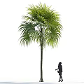Tall Lush Palm Tree With Green Fronds And Walking Person Silhouette