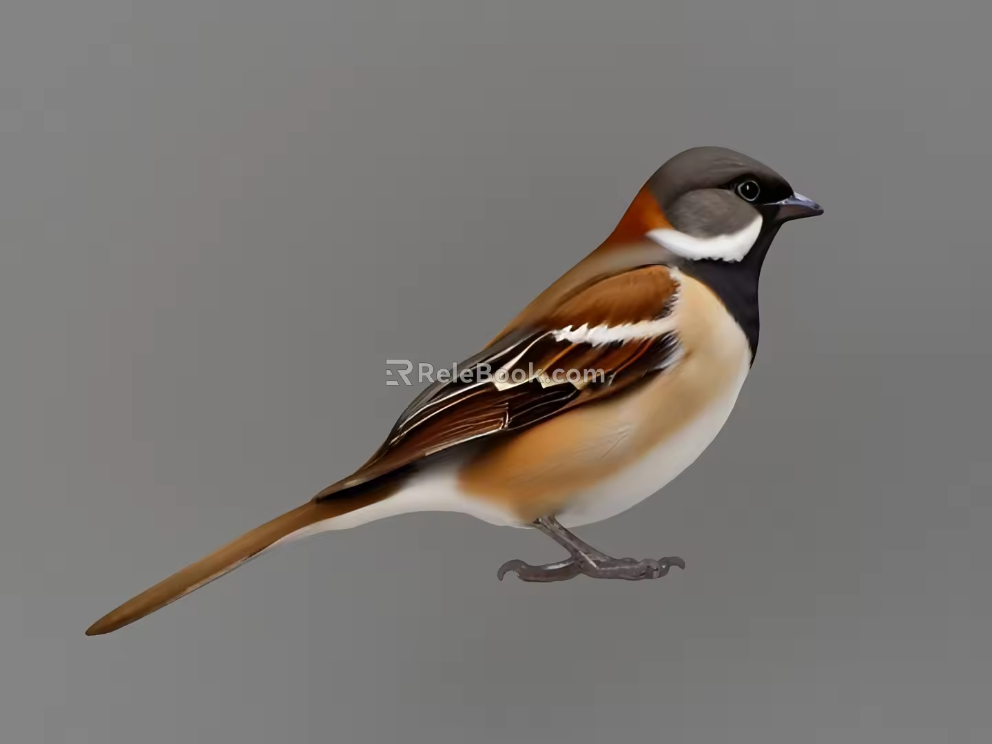 Sparrow 3d model