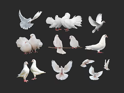 White Doves In Various Poses Including Standing Flying And Perched On Black Background 3d model