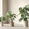 Potted Monstera Plants in Indoor Corner with Various Colored Pots and Fresh Green Foliage