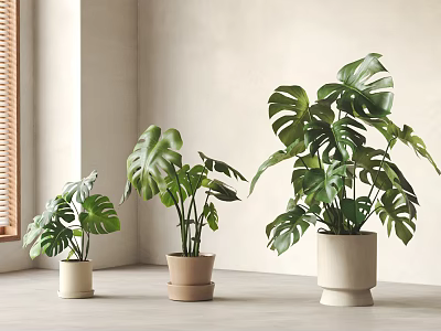 Potted Monstera Plants in Indoor Corner with Various Colored Pots and Fresh Green Foliage 3d model