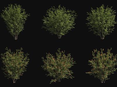 Pomegranate Tree 3d model