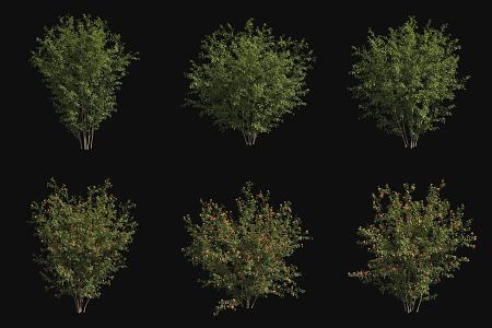 Pomegranate Tree 3d model