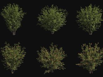 Pomegranate Tree 3d model