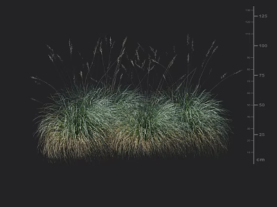 Green Grass Clumps With Yellowish Base Against Black Background Featuring Height Measurement Scale 3d model