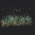 Green Grass Clumps With Yellowish Base Against Black Background Featuring Height Measurement Scale