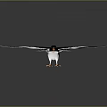 White Dove With Spread Wings Orange Beak And Feet On Dark Background With Reflection