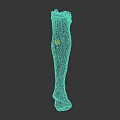 Realistic Human Leg Organ Model With Skin Texture And Hair Details