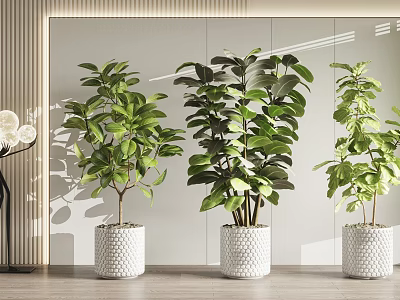 Indoor Bonsai Potted Plants With Lush Green Leaves In White Textured Pots 3d model