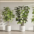 Indoor Bonsai Potted Plants With Lush Green Leaves In White Textured Pots