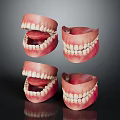 Anatomical Head Organ Models Displaying Teeth Gums And Tongue From Various Angles