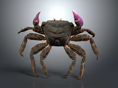 Detailed Crab With Purple Claws Dark Colored Body And Multiple Legs 3d model