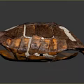 Detailed Brown White Orange Turtle Shell With Textured Surface And Dark Background Reflection 3d model