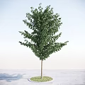 Lush Green Arbor With Dense Foliage And Straight Trunk Against Clear Sky