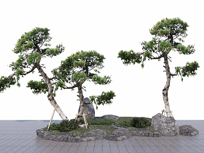 Two Pine Trees With Curved Trunks Stone Rocks And Green Grass In Garden 3d model