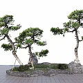 Two Pine Trees With Curved Trunks Stone Rocks And Green Grass In Garden