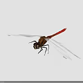 Close Up View Of Dragonfly With Transparent Wings Red Body And Gray Background