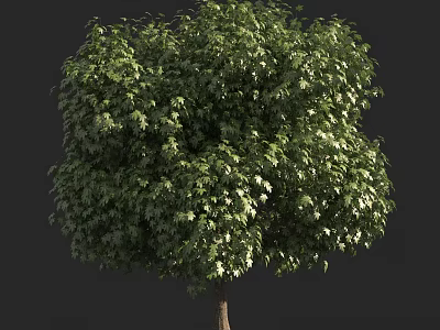 Lush Green Tree With Dense Vibrant Foliage And Strong Healthy Trunk 3d model