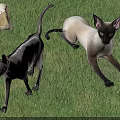 Two Small Agile Lizards Moving On Green Grass Beside White Stone In Nature
