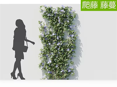 Climbing Vines With Purple Flowers Growing On Wall As Decorative Garden Feature 3d model