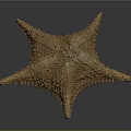 Close Up View Of Brown Spiny Starfish With Textured Surface On Dark Background