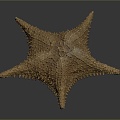 Modern starfish mollusk 3d model