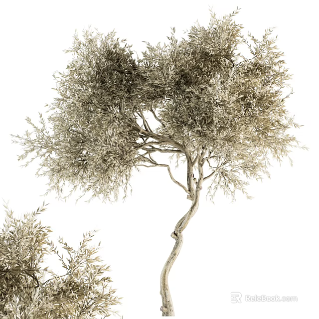 Elegant Tree With Silver Gray Leaves Twisted Branches And Lush Canopy Design 3d model 
