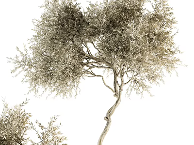 Elegant Tree With Silver Gray Leaves Twisted Branches And Lush Canopy Design 3d model