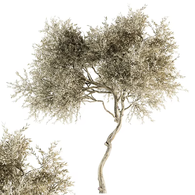 Elegant Tree With Silver Gray Leaves Twisted Branches And Lush Canopy Design 3d model