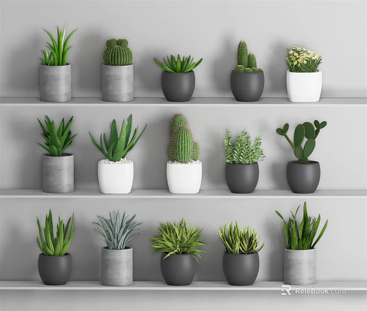 Various Potted Plants On Shelves With Gray And White Pots Cacti And Succulents 3d model 