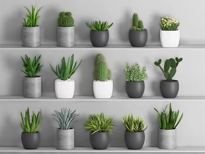 Various Potted Plants On Shelves With Gray And White Pots Cacti And Succulents 3d model