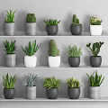 Various Potted Plants On Shelves With Gray And White Pots Cacti And Succulents