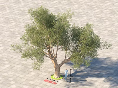Olive Tree In Urban Plaza With Clear Trunk And Lush Green Foliage 3d model