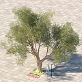 Olive Tree In Urban Plaza With Clear Trunk And Lush Green Foliage