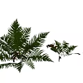 Green Fern Ground Cover Plants With Lush Foliage For Garden Landscaping