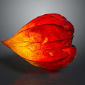 Red and Yellow Gradient Physalis Fruit With Heart Shaped Texture On Gray Background And Reflection 3d model