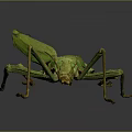 Close Up Green Mantis With Detailed Body And Long Legs On Dark Background