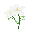 Beautiful White Flowers With Yellow Stamens Green Stems Leaves And Small Buds