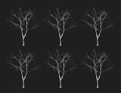 Six Leafless Trees With Bare Branches Standing On Black Background 3d model