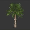 Lush Green Palm Tree With Long Fronds And Brown Trunk In Dark Background
